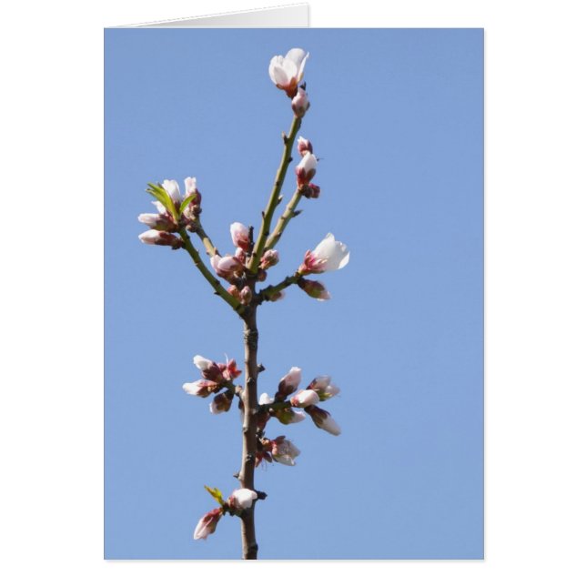 Blossom Photography Card (Front)