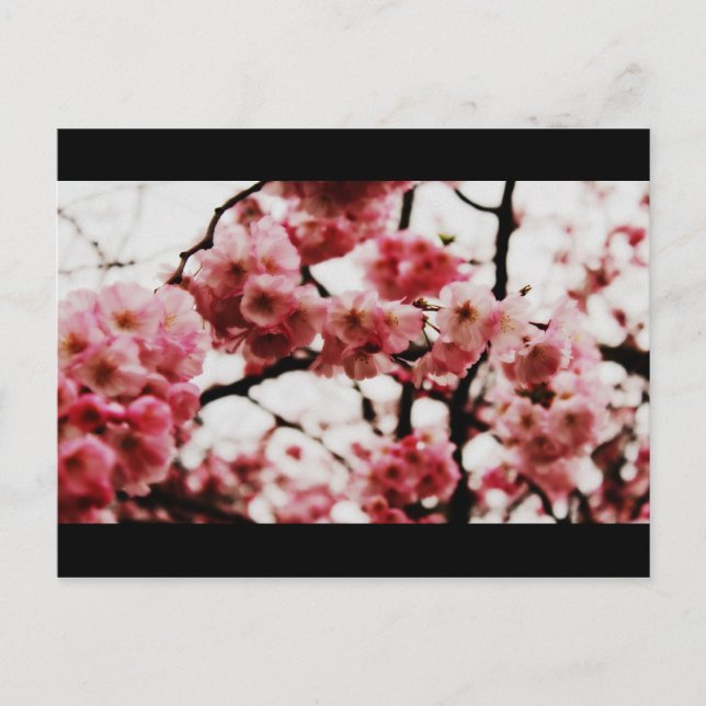 Blossom Post Card (Front)