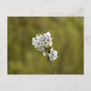 Blossom postcard