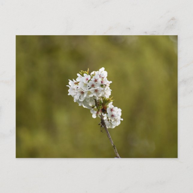 Blossom  postcard (Front)