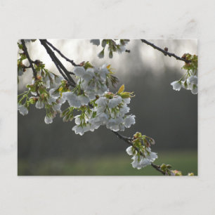 Blossom  postcard