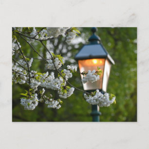 Blossom postcard
