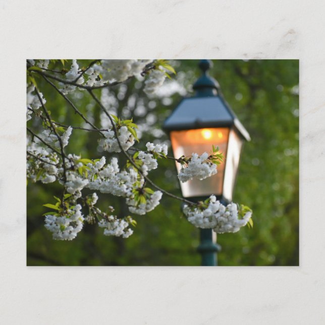 Blossom  postcard (Front)