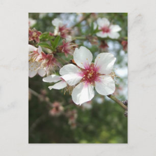 Blossom Postcard