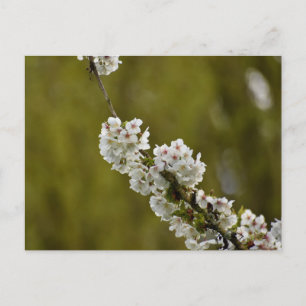 Blossom postcard