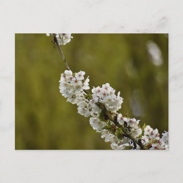 Blossom  postcard (Front)