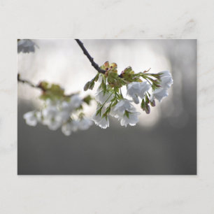 Blossom  postcard