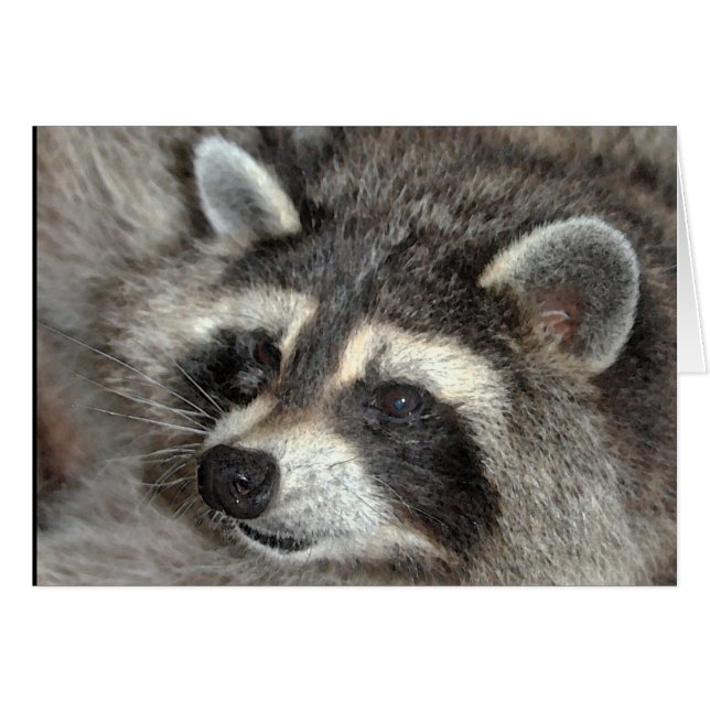 Blossom, Racoon Matriarch at WBY. (Front Horizontal)