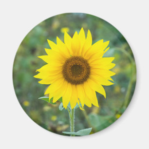 Blossom Sunflower Wildflower Magnet