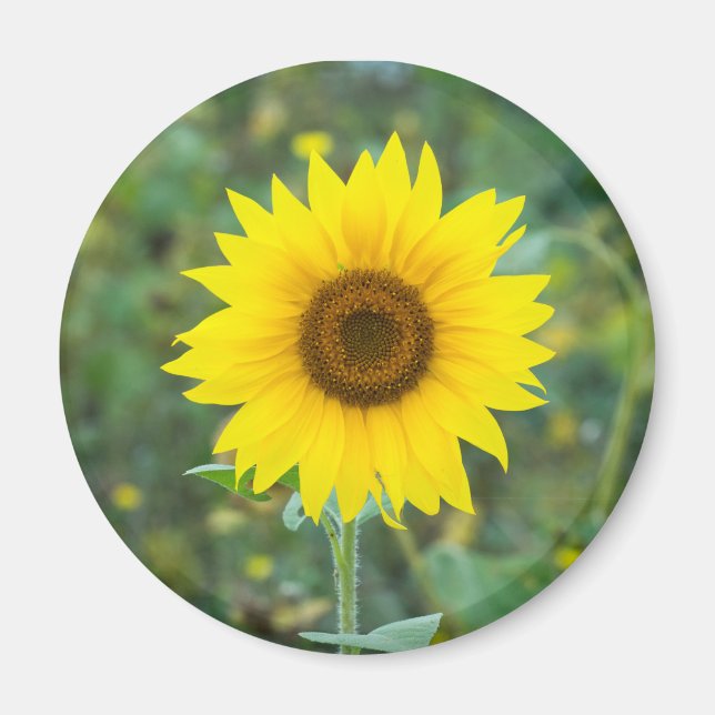 Blossom Sunflower Wildflower Magnet (Front)