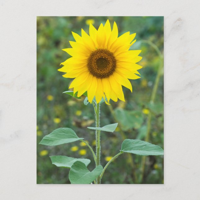 Blossom Sunflower Wildflower Postcard (Front)