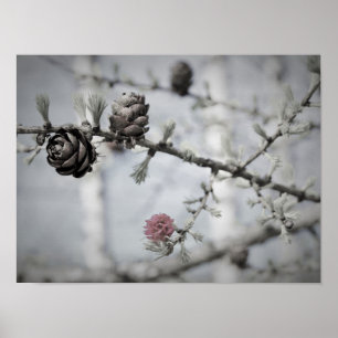 Blossom Tree Poster