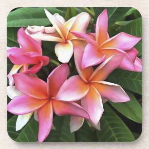 Blossom Wreath Of Pale Pink Frangipani Coaster