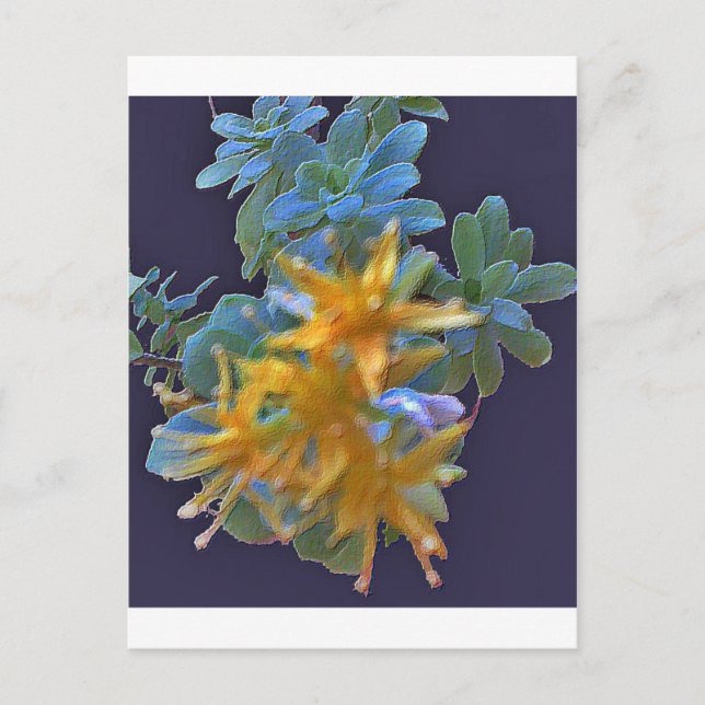 Blossoming Aeonium Postcard (Front)