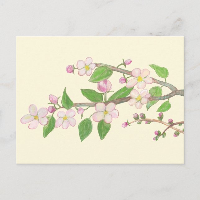 Blossoming Apple Tree Branch Postcard (Front)