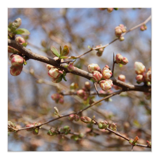 Blossoming Apple Tree Canvas Print (Front)