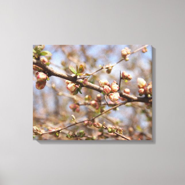 Blossoming Apple Tree Canvas Print (Front)