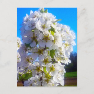 Blossoming branch of a pear Holiday Postcard