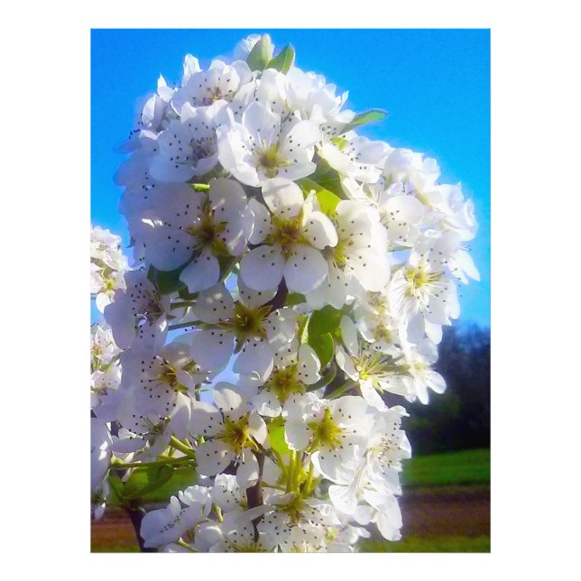  Blossoming branch of a pear  Photo Print (Front)