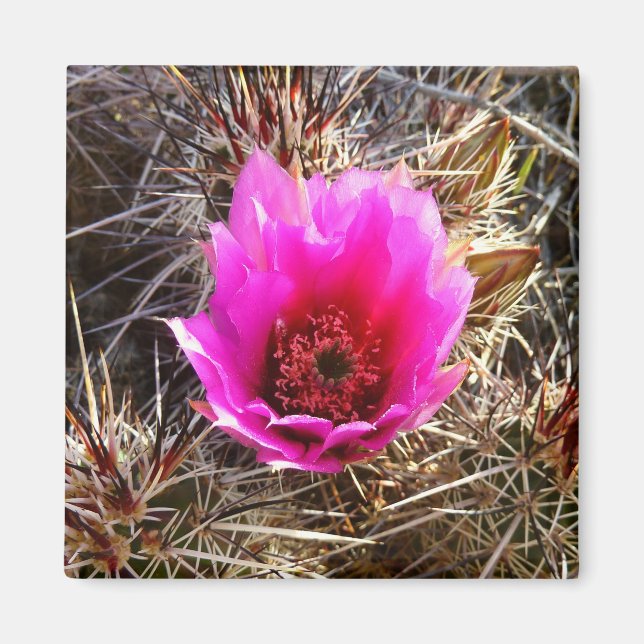 Blossoming Cactus (Prickly Pear) Wildflower Magnet (Front)
