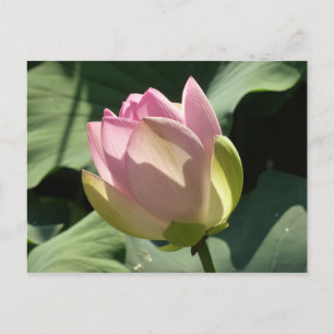 Blossoming Pink Lotus Flower Summer Postcard