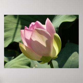 Blossoming Pink Lotus Flower Summer Poster
