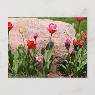 Blossoming tulips postcard