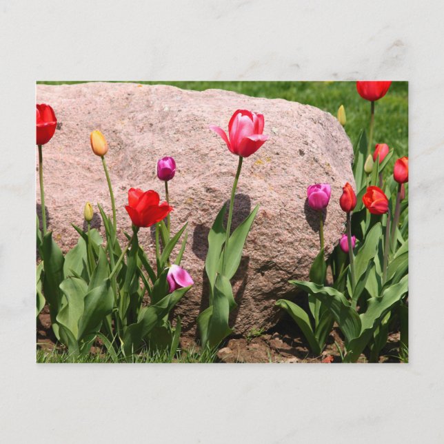 Blossoming tulips postcard (Front)