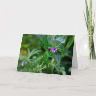 Blossoming Violet Musk Mallow  Greeting Card