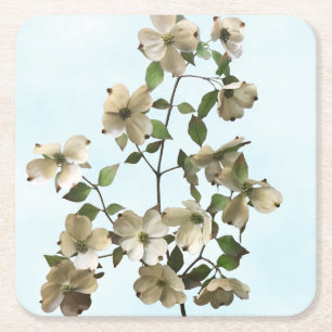 Blossoming White Dogwood Flowers Square Paper Coaster