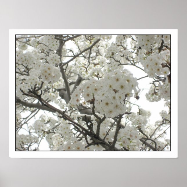 blossoms1 Poster (Front)