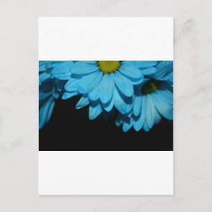 Blossoms Daisy Flowers Peace Love Nature Destiny Postcard