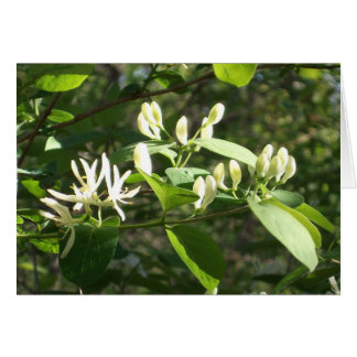 Blossoms in spring light