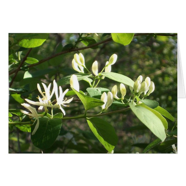 Blossoms in spring light (Front Horizontal)