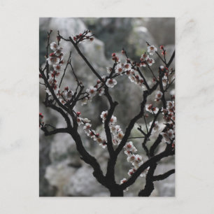 Blossoms postcard