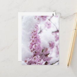 Blossoms Postcard
