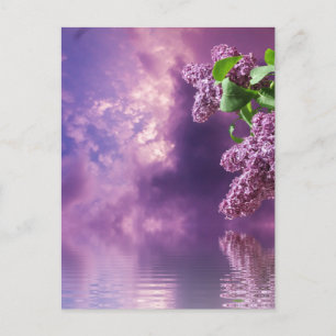 Blossoms postcard