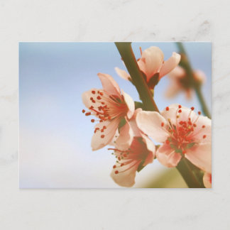 Blossoms Postcard
