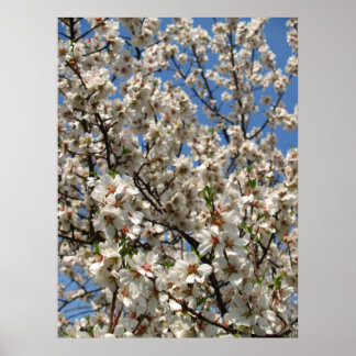 blossoms poster