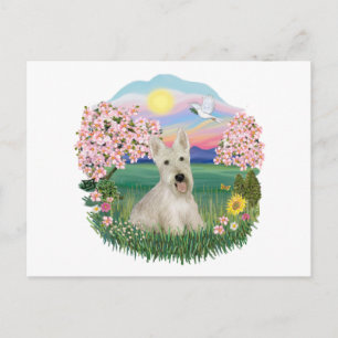 Blossoms - Wheaten Scottish Terrier Postcard