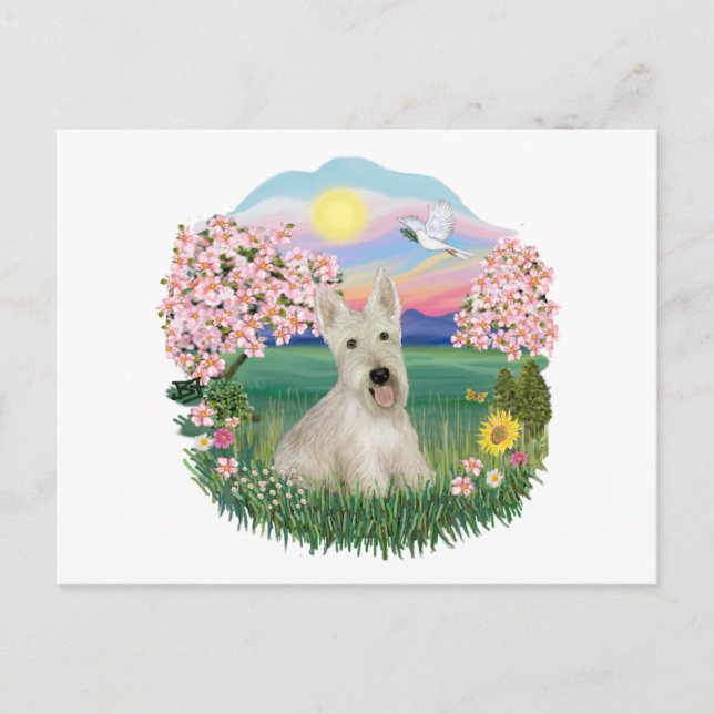 Blossoms - Wheaten Scottish Terrier Postcard (Front)