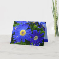 Blu Daisy