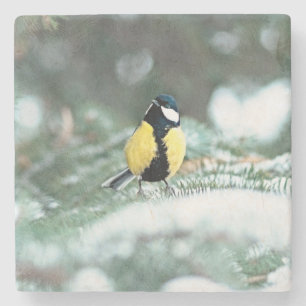 Blue Сhickadee Bird On Green Spruce Tree Stone Coaster