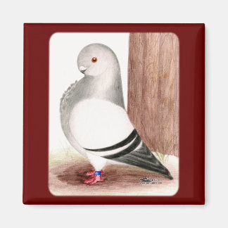 Blue African Owl Pigeon Magnet