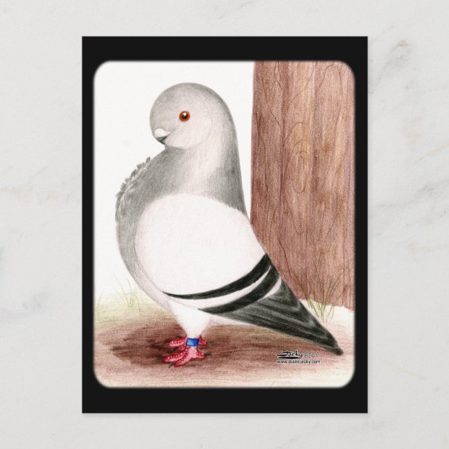 Blue African Owl Pigeon Postcard (Front)