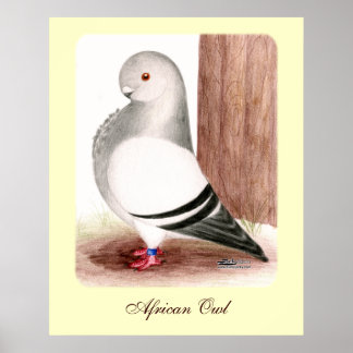Blue African Owl Pigeon Poster
