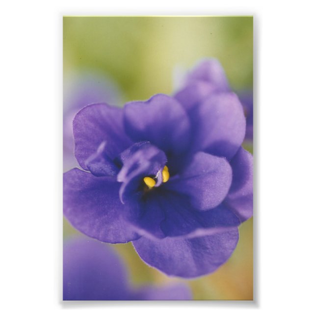 Blue African Violet Saintpaulia Photo Print (Front)
