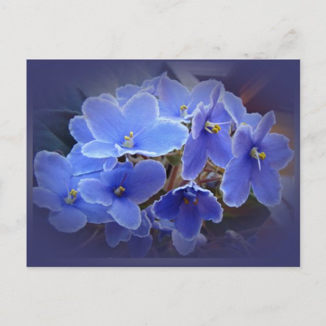 Blue African Violets Postcard (Front)