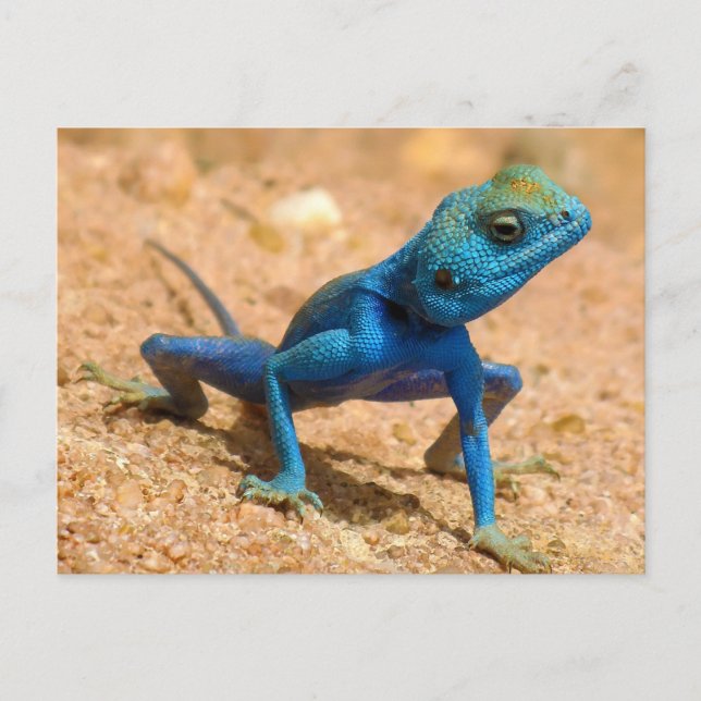 Blue Agama Sinaita Lizard Postcard (Front)