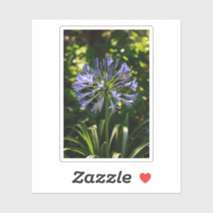Blue Agapanthus Flowers